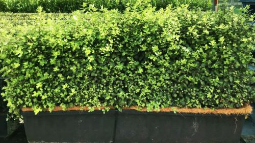 Instant Hedge Pittosporum tenuifolium Golf Ball in trough